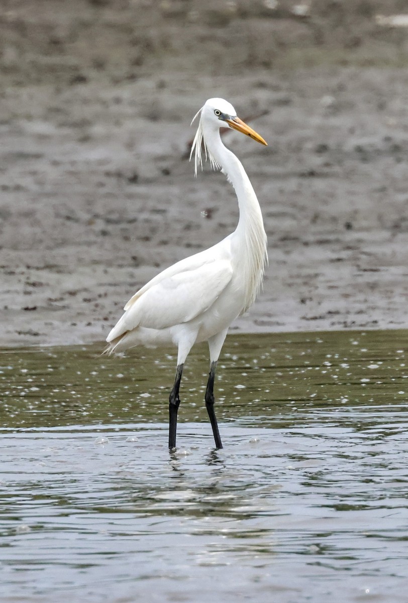 Chinese Egret - Chung-ying Lin