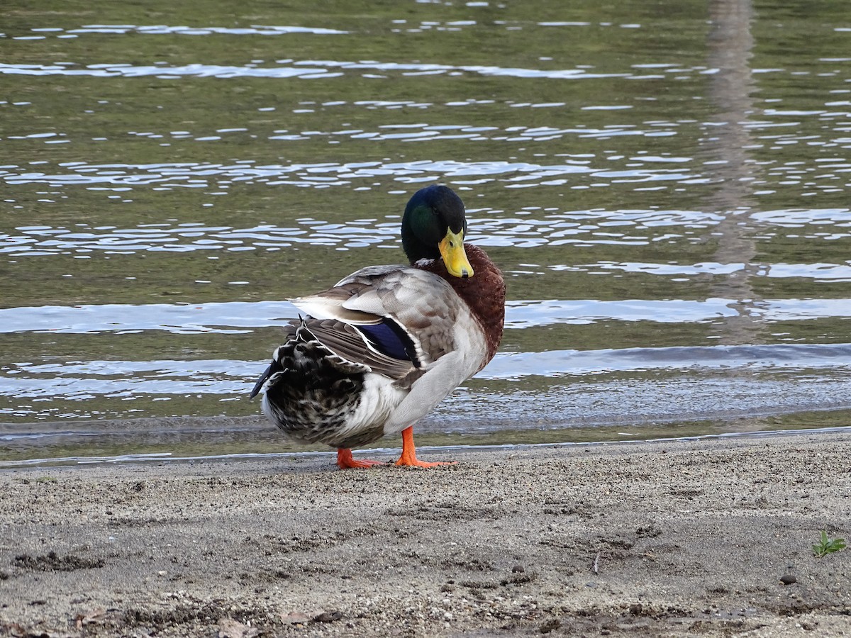 Mallard - Rebel Warren and David Parsons