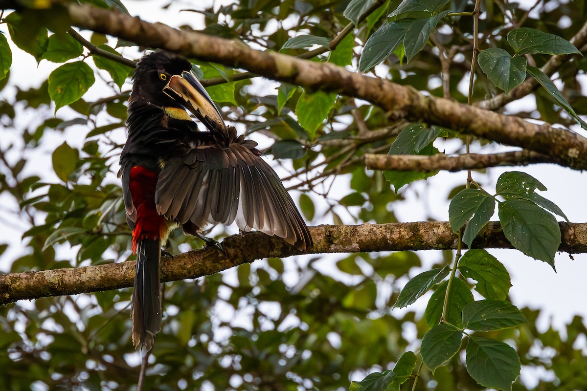 Collared Aracari - Peek Ehlinger