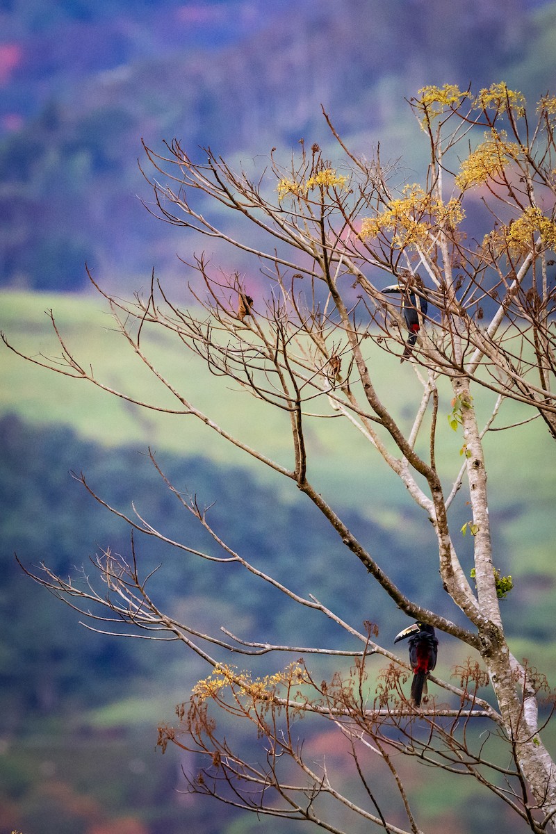 Collared Aracari - Peek Ehlinger