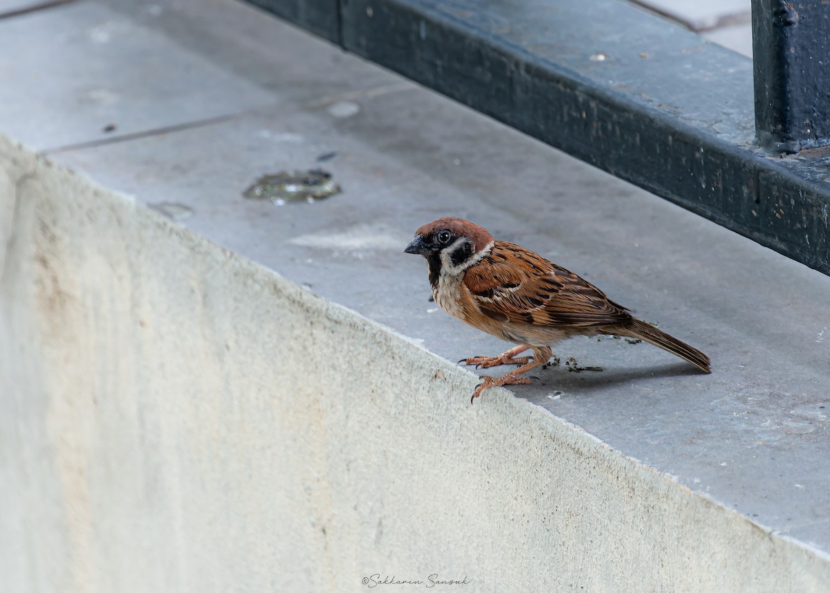 Eurasian Tree Sparrow - ML618804274