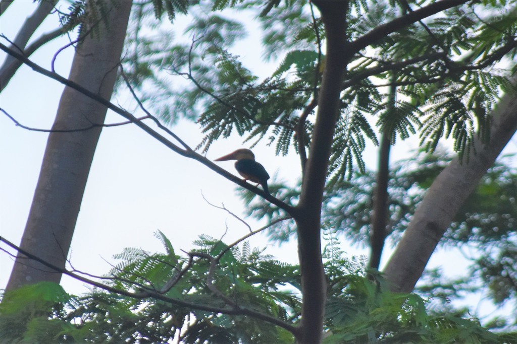 Stork-billed Kingfisher - ML618804285