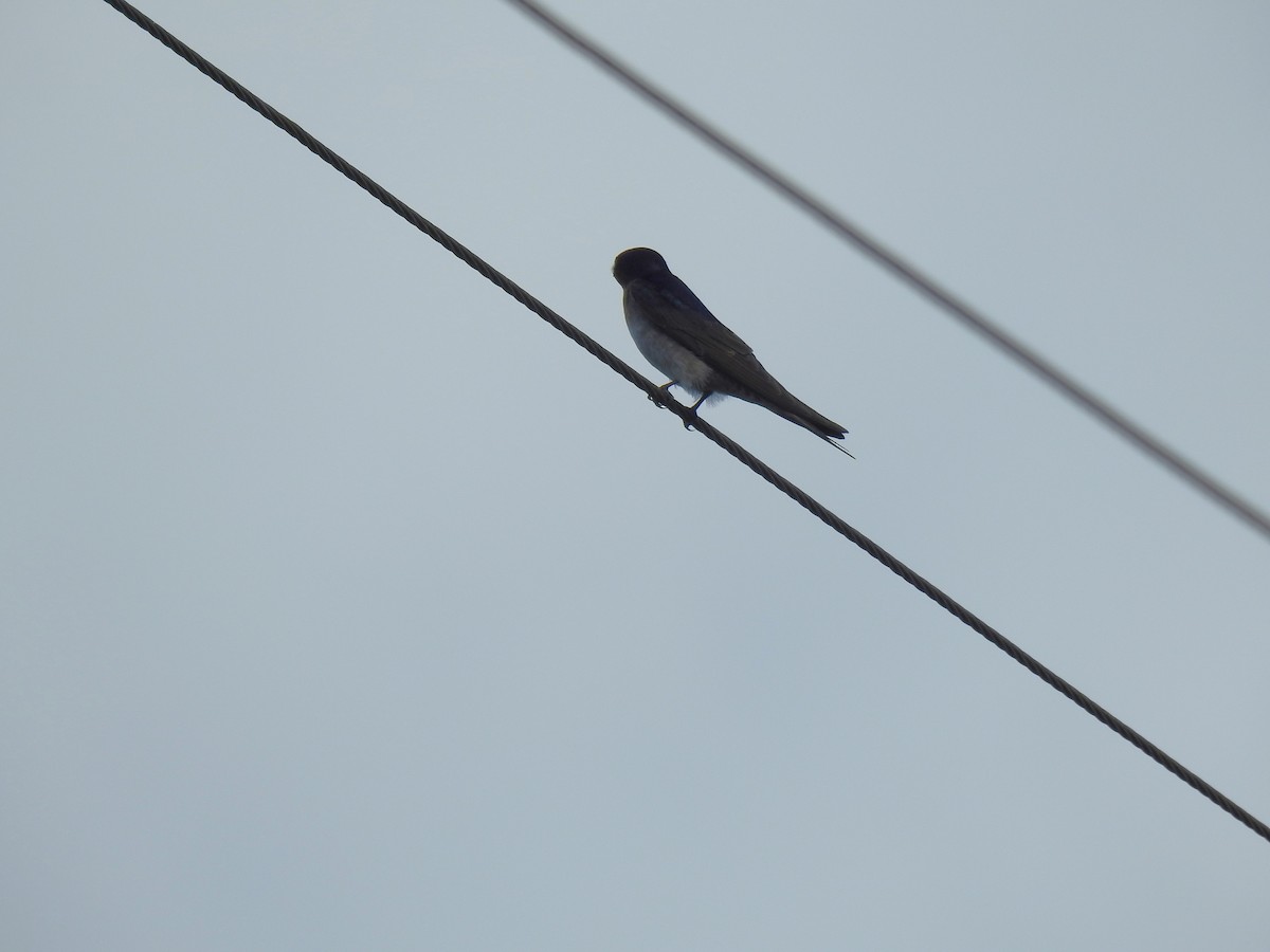 Willie-wagtail - Monica Mesch