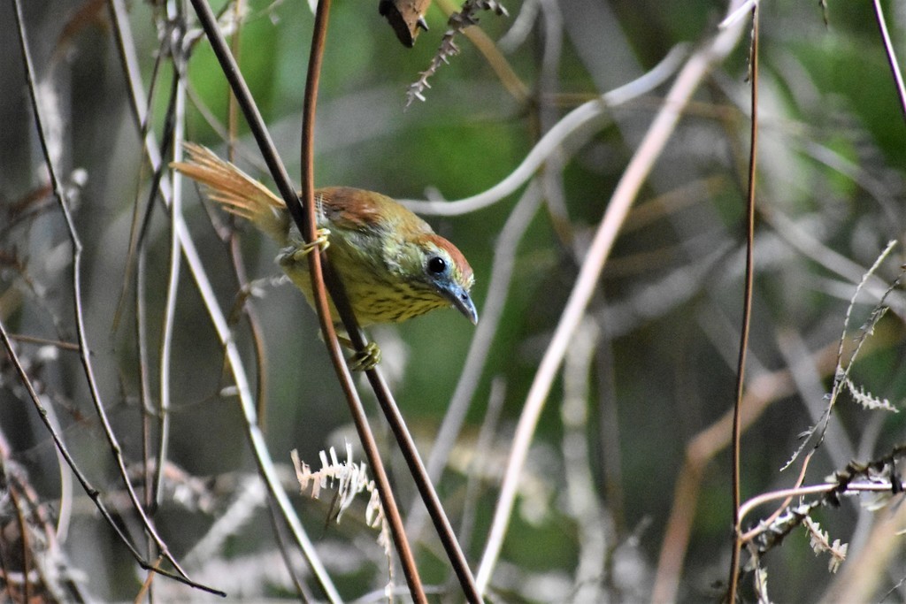 Pin-striped Tit-Babbler - ML618804304