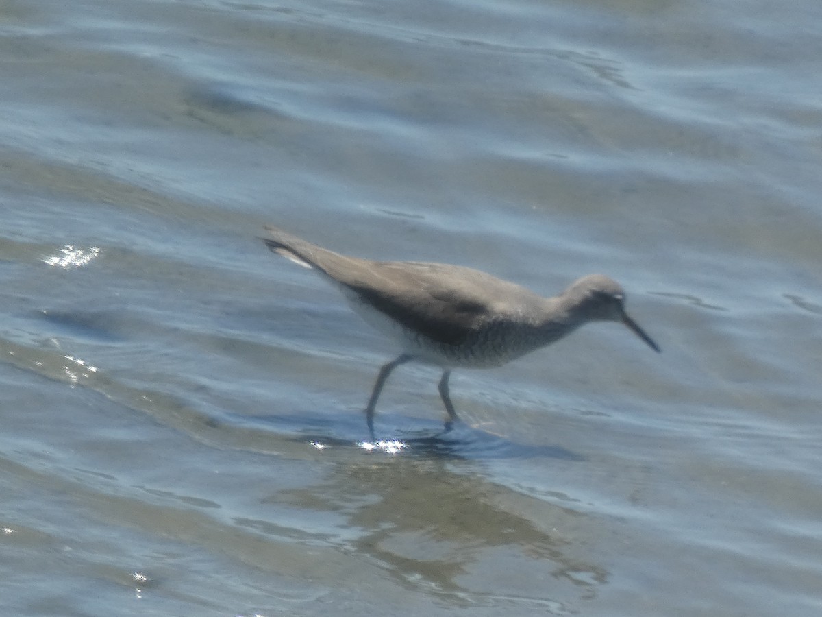 Gray-tailed Tattler - Luke Knutson