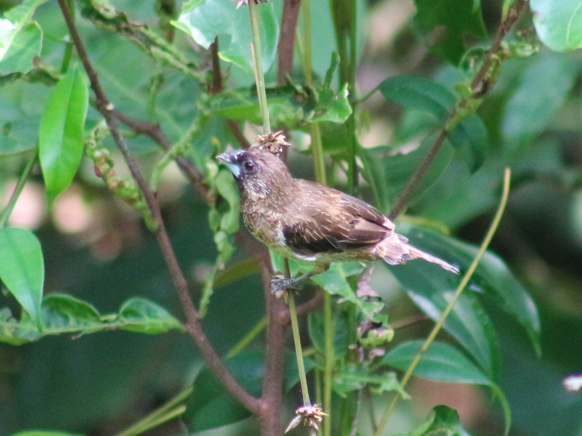 White-rumped Munia - Gerard Chartier