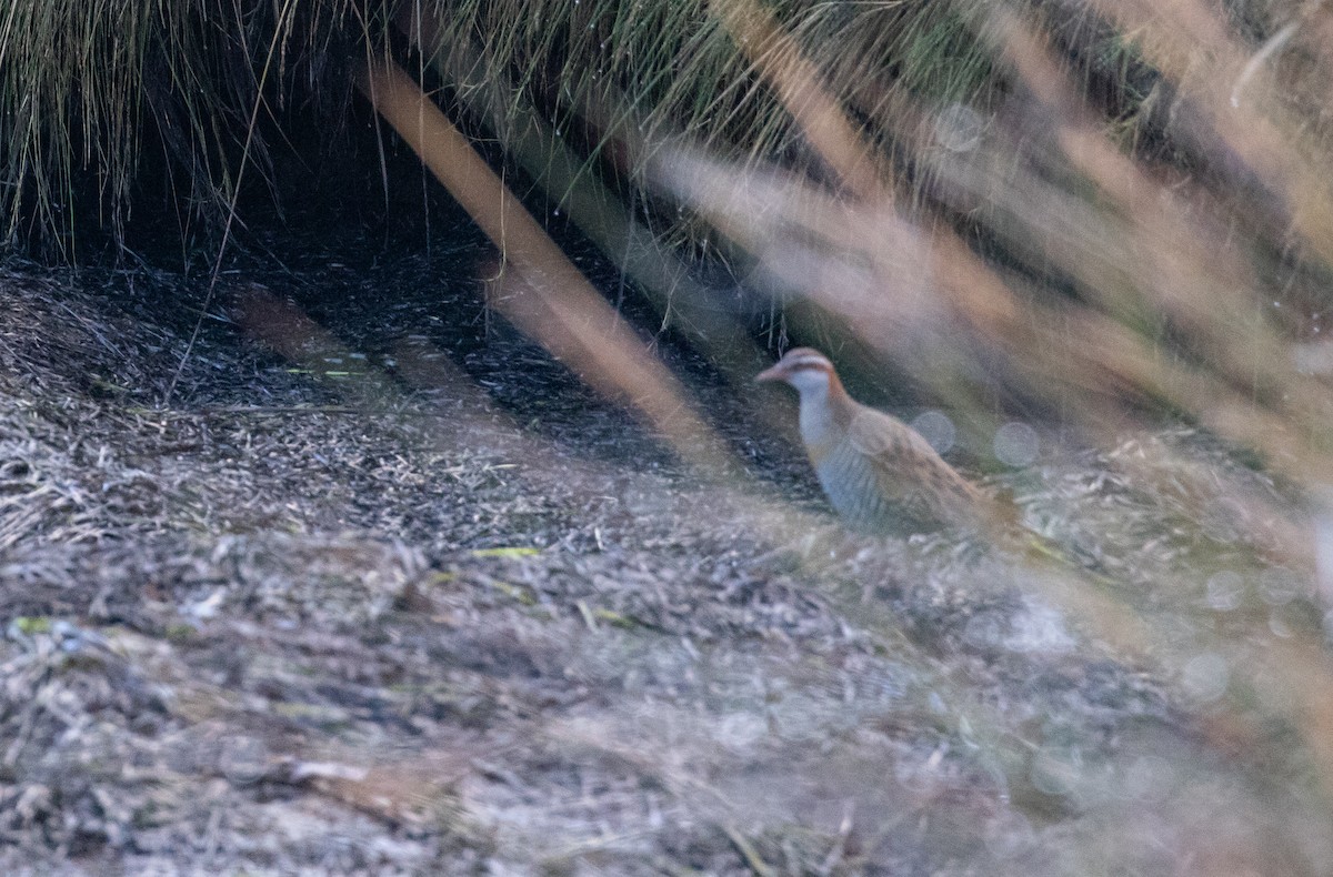 Buff-banded Rail - Paul Brooks