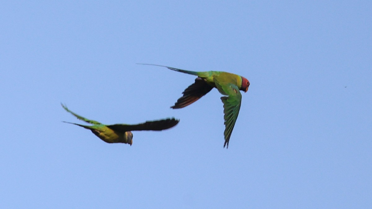 Plum-headed Parakeet - ML618804332