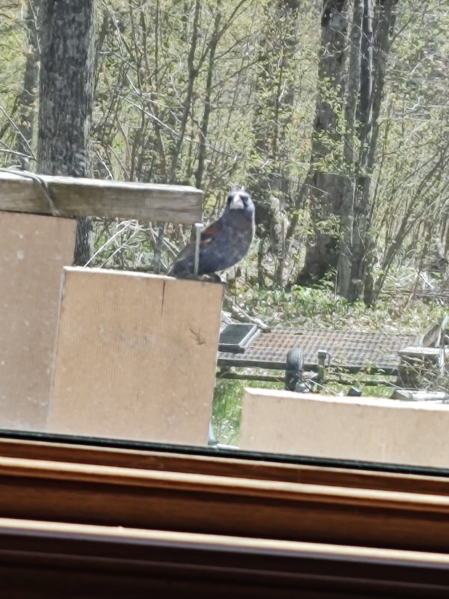 Blue Grosbeak - Arthur Howard