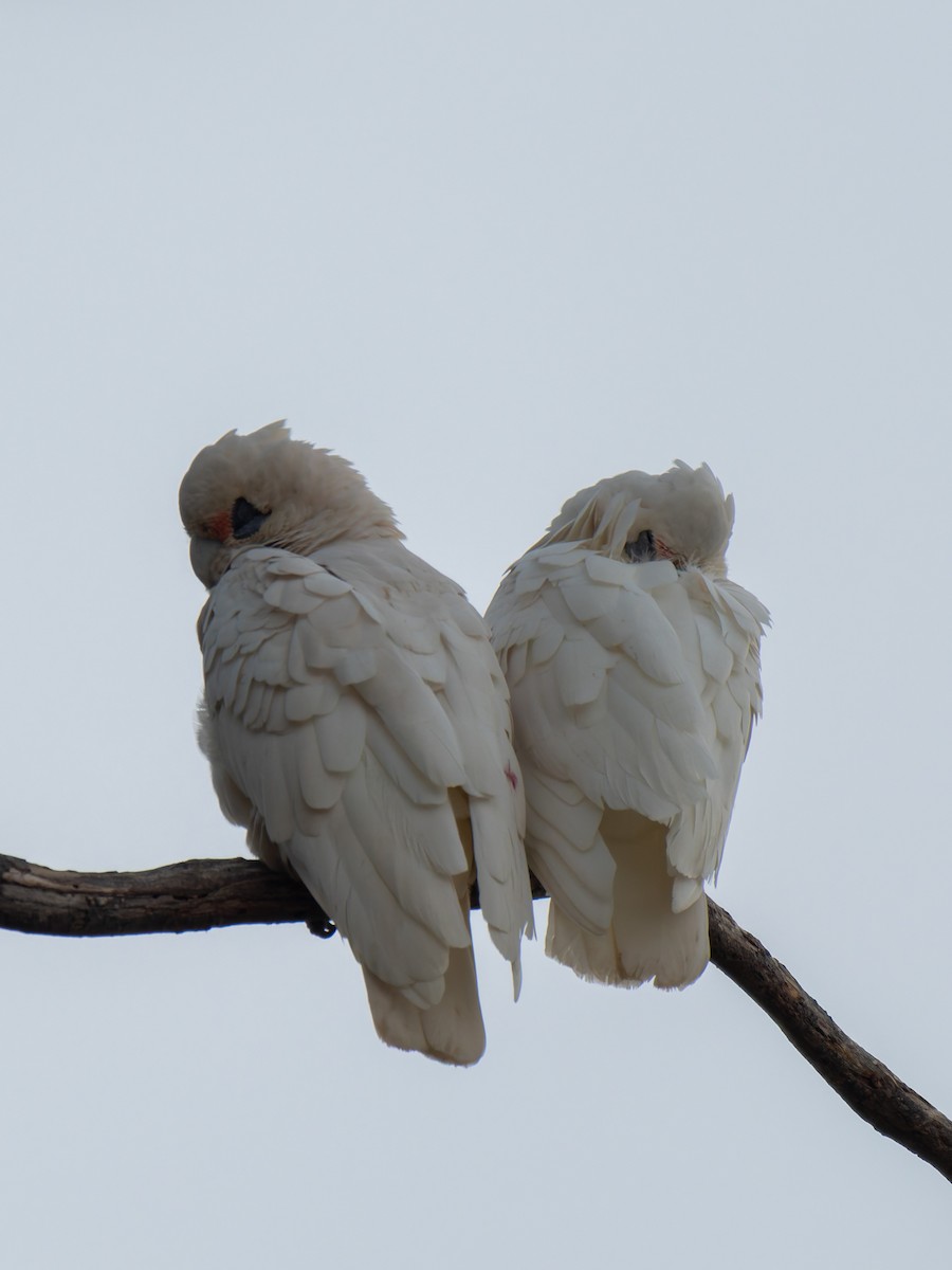 Little Corella - Ed Rice