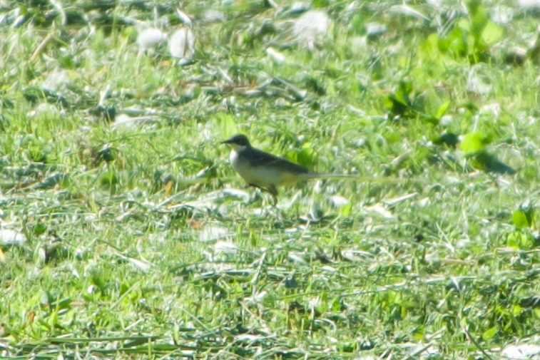 Western Yellow Wagtail (feldegg) - ML618804343