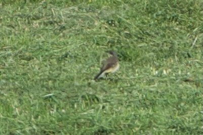 Western Yellow Wagtail (feldegg) - Niklas Meisenzahl