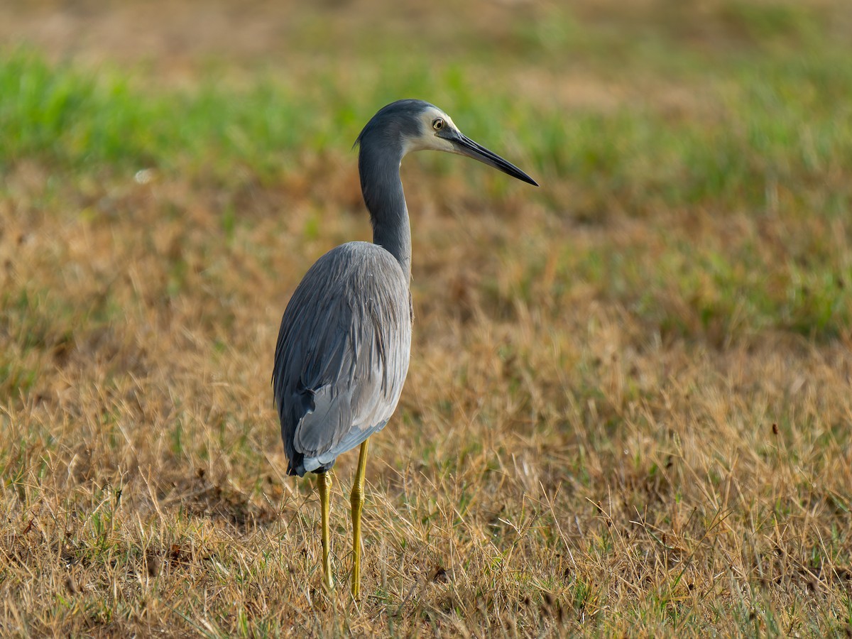 White-faced Heron - Ed Rice