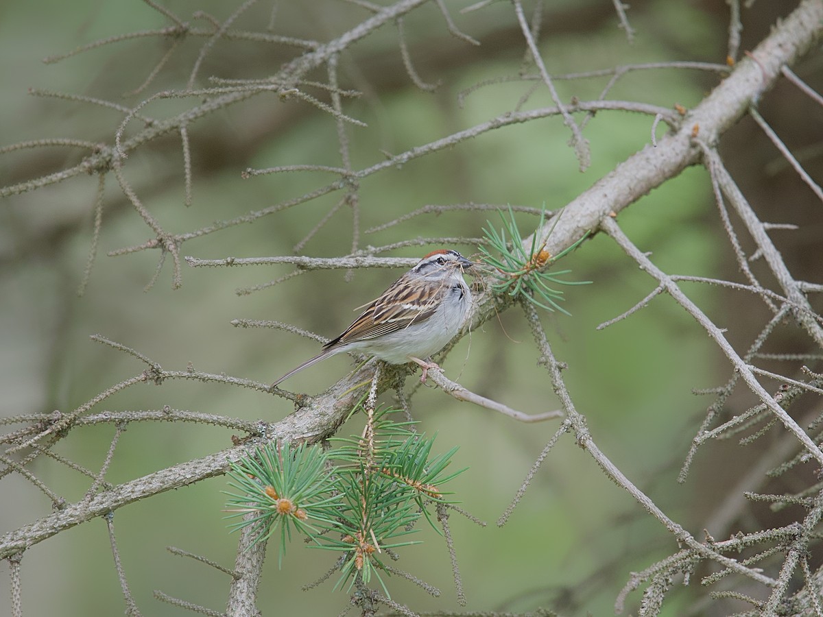 Chipping Sparrow - Osvaldo Araya