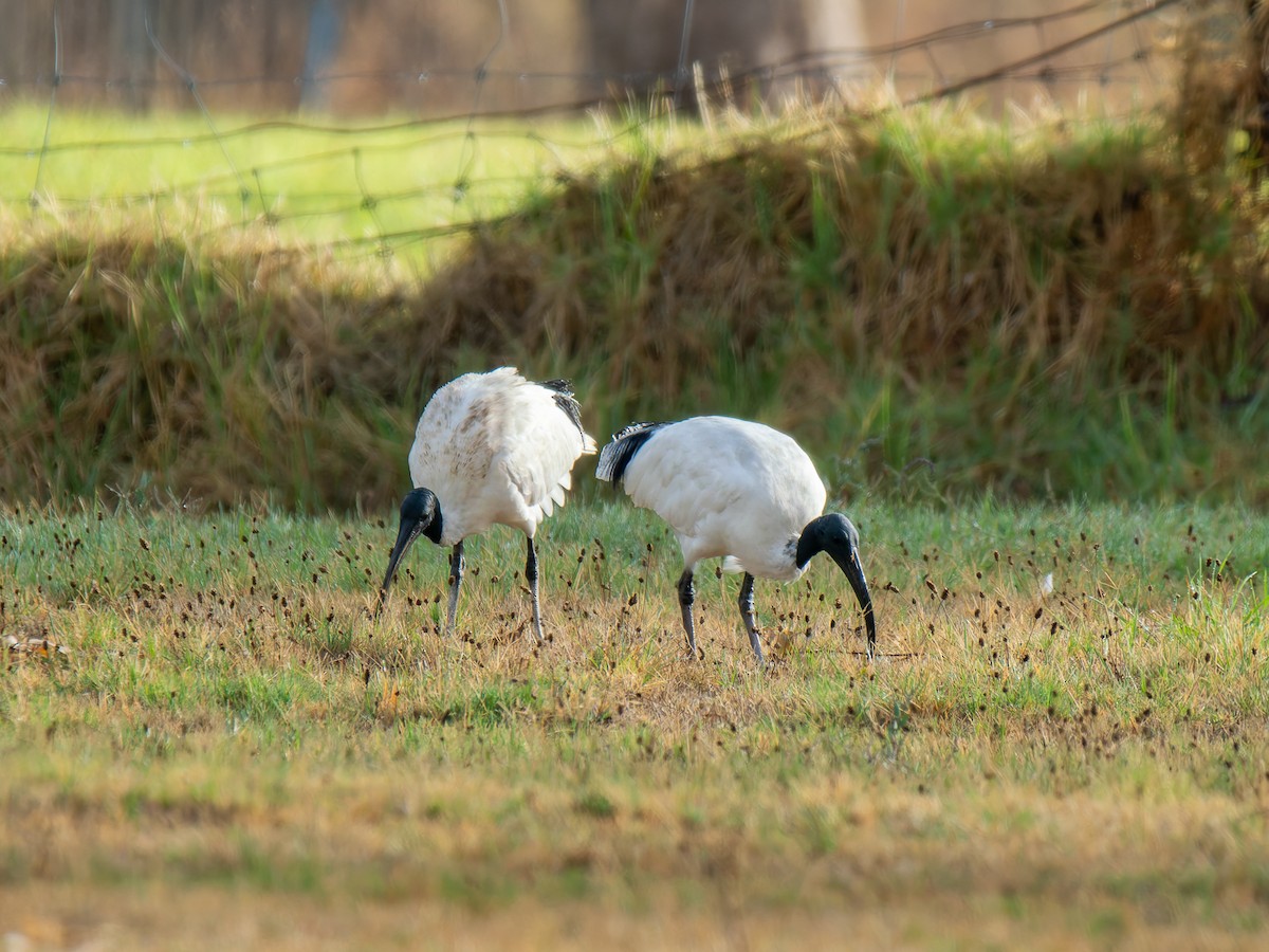 Australian Ibis - Ed Rice