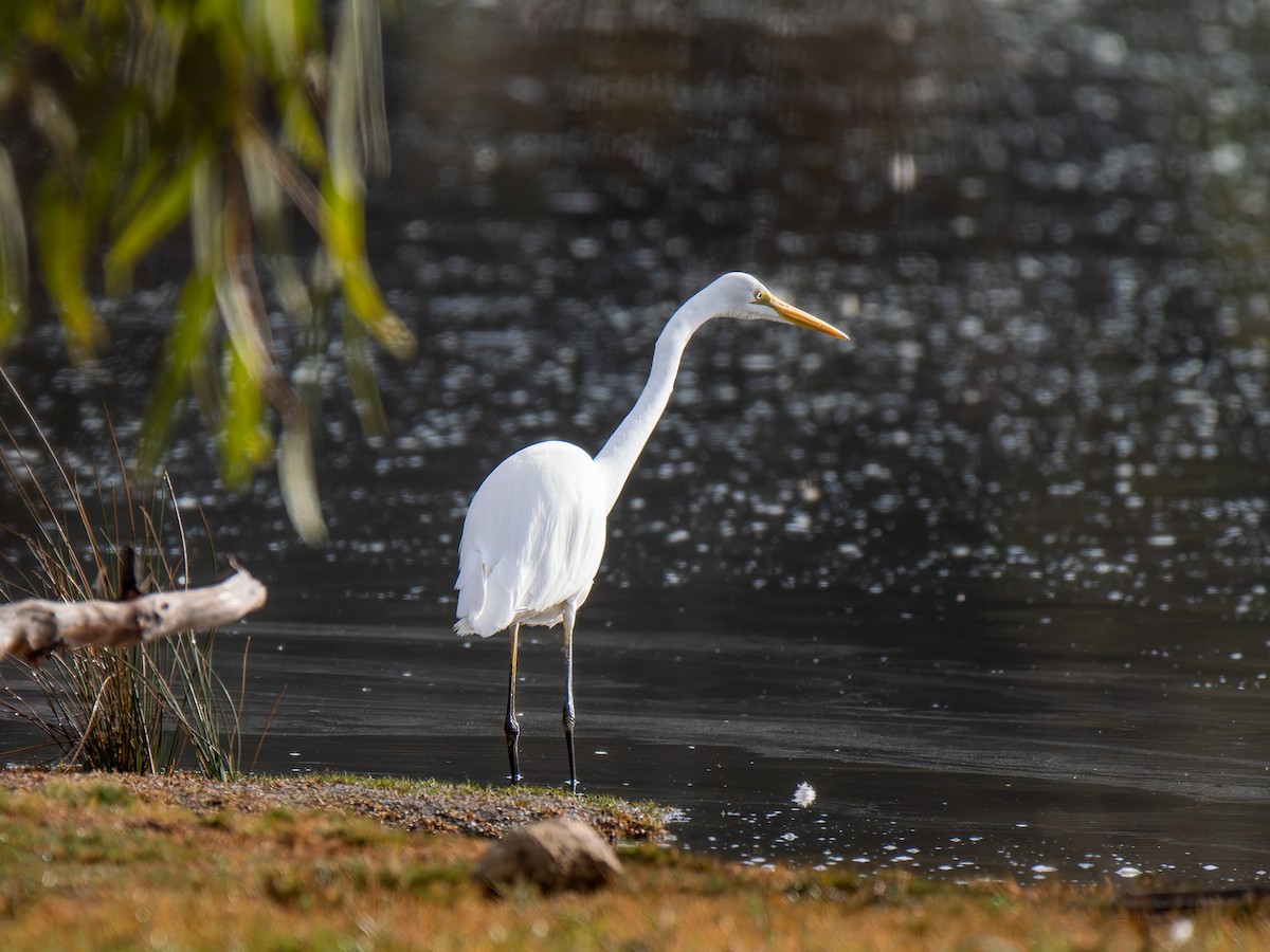 Great Egret - ML618804365