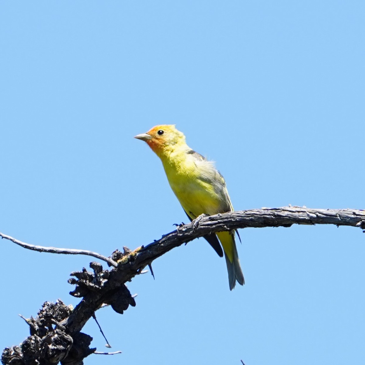 Western Tanager - mang mike