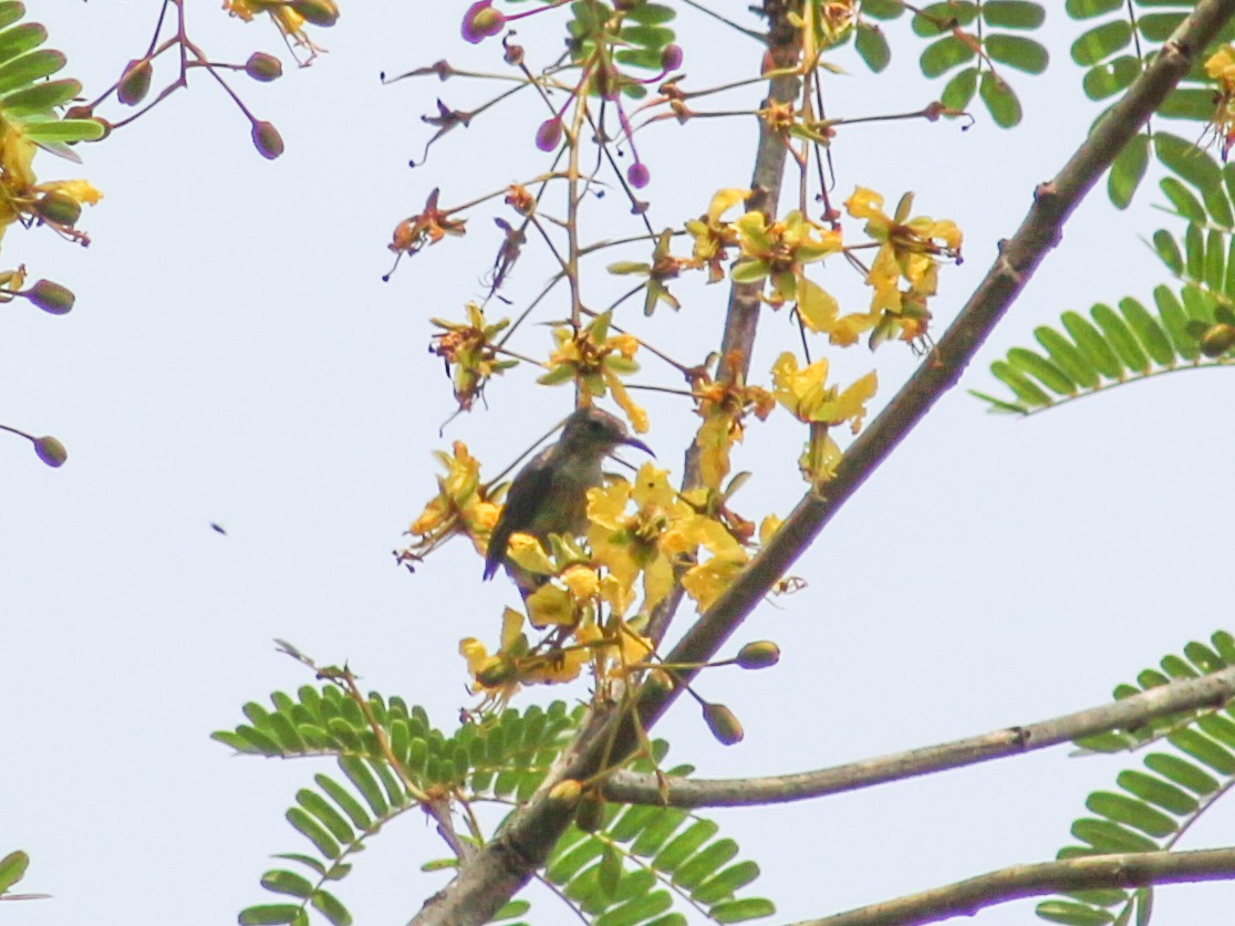 Crimson Sunbird - Gerard Chartier