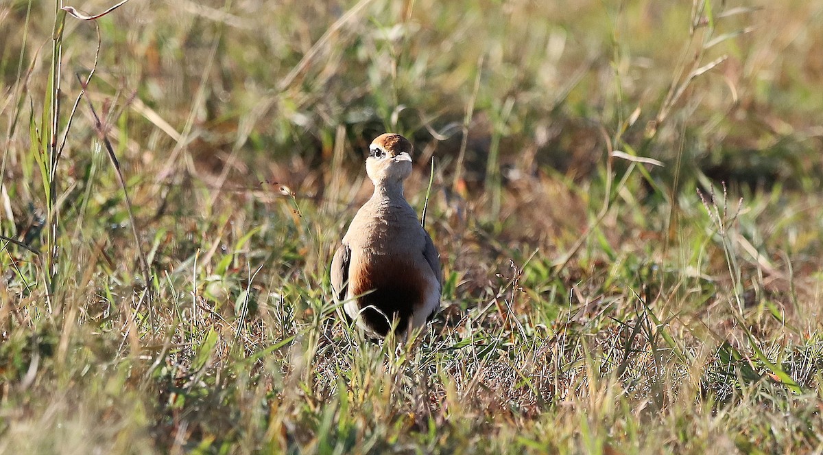 Temminck's Courser - ML618804396