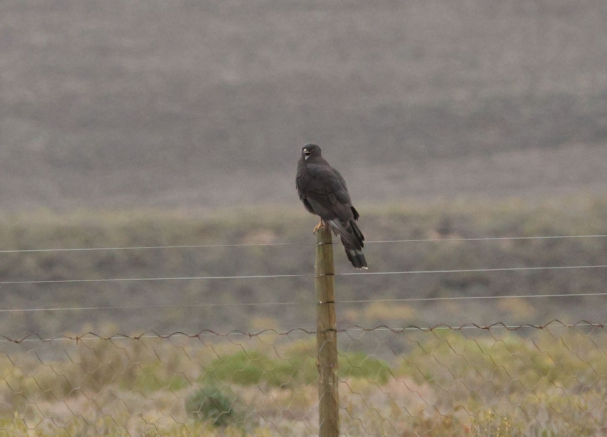 Black Harrier - ML618804418