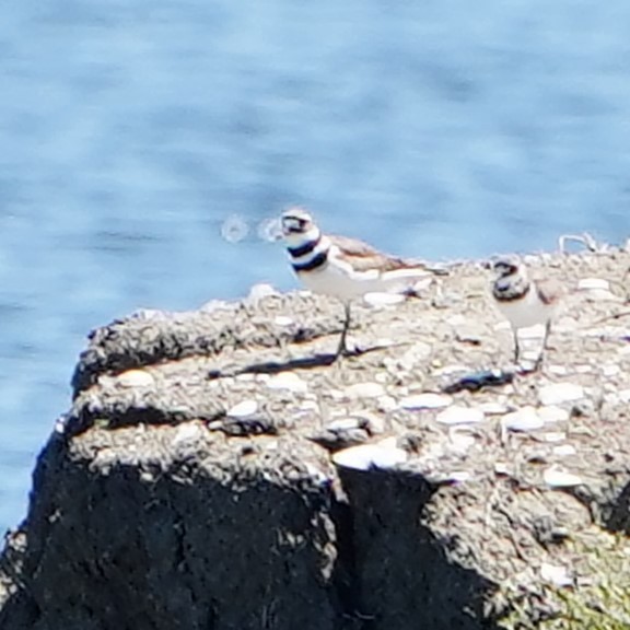 Killdeer - mang mike