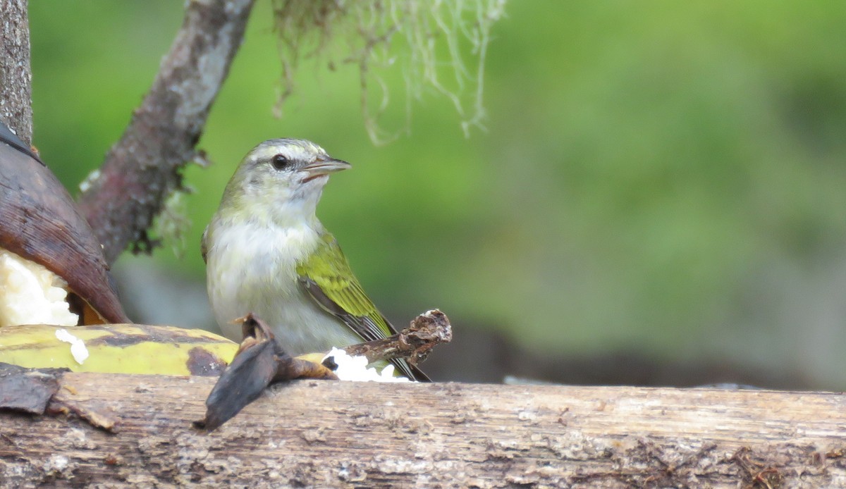 Tennessee Warbler - Karen Rose