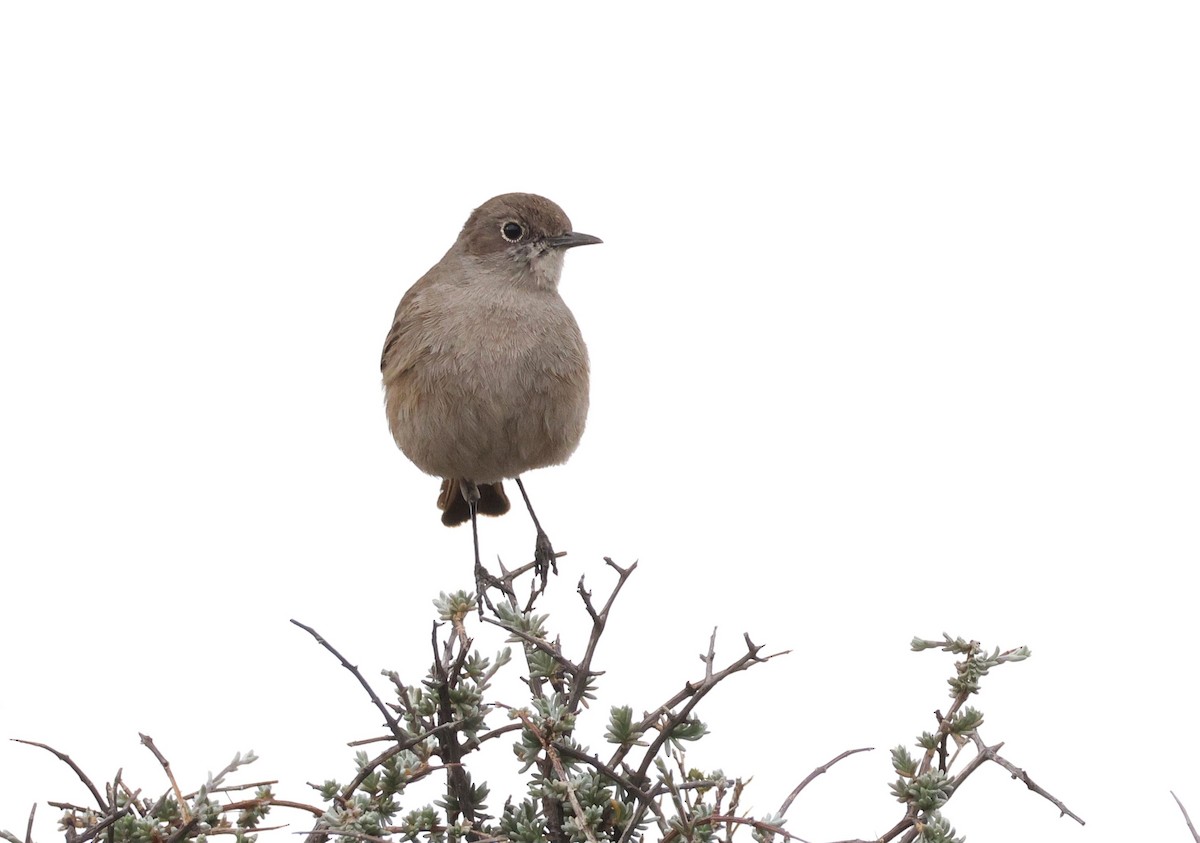 Sickle-winged Chat - ML618804433