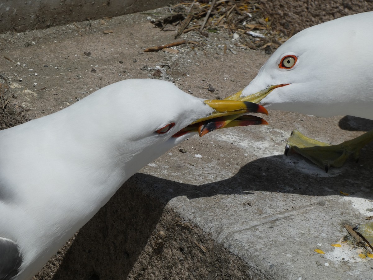 Black-tailed Gull - Luke Knutson