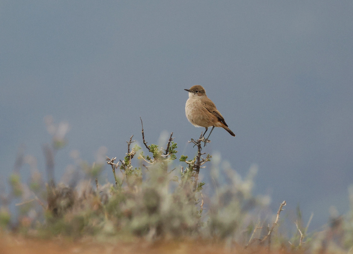 Sickle-winged Chat - ML618804444