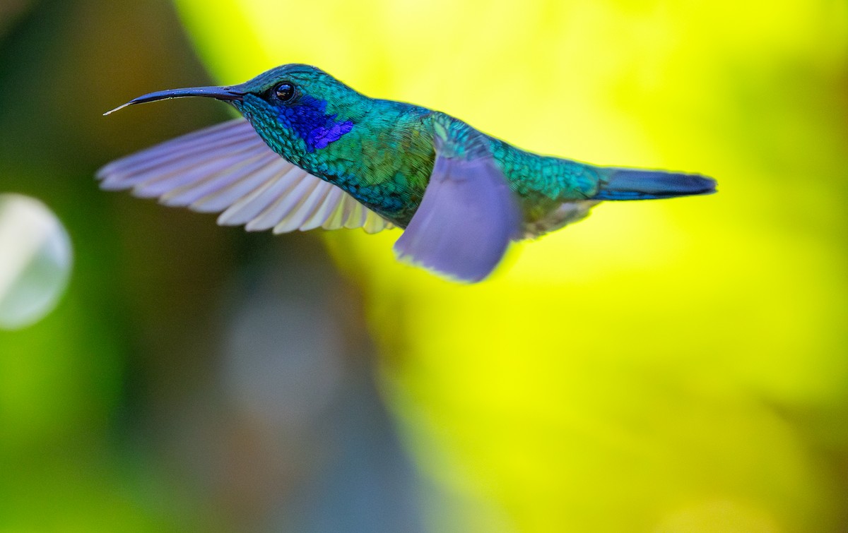 Colibrí Oreja Violeta Menor - ML618804465