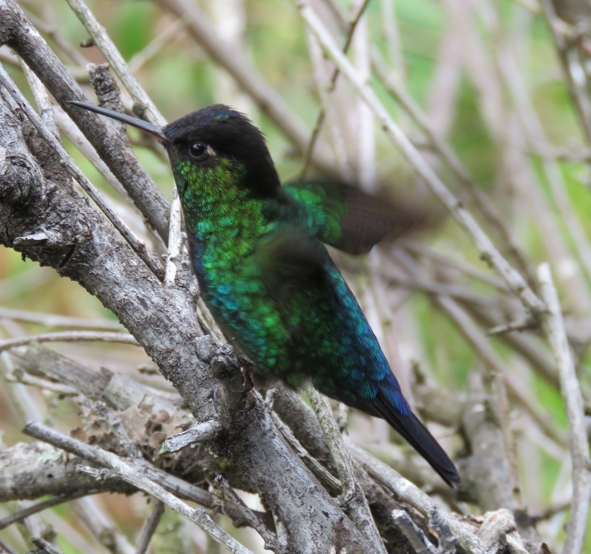 Fiery-throated Hummingbird - Karen Rose