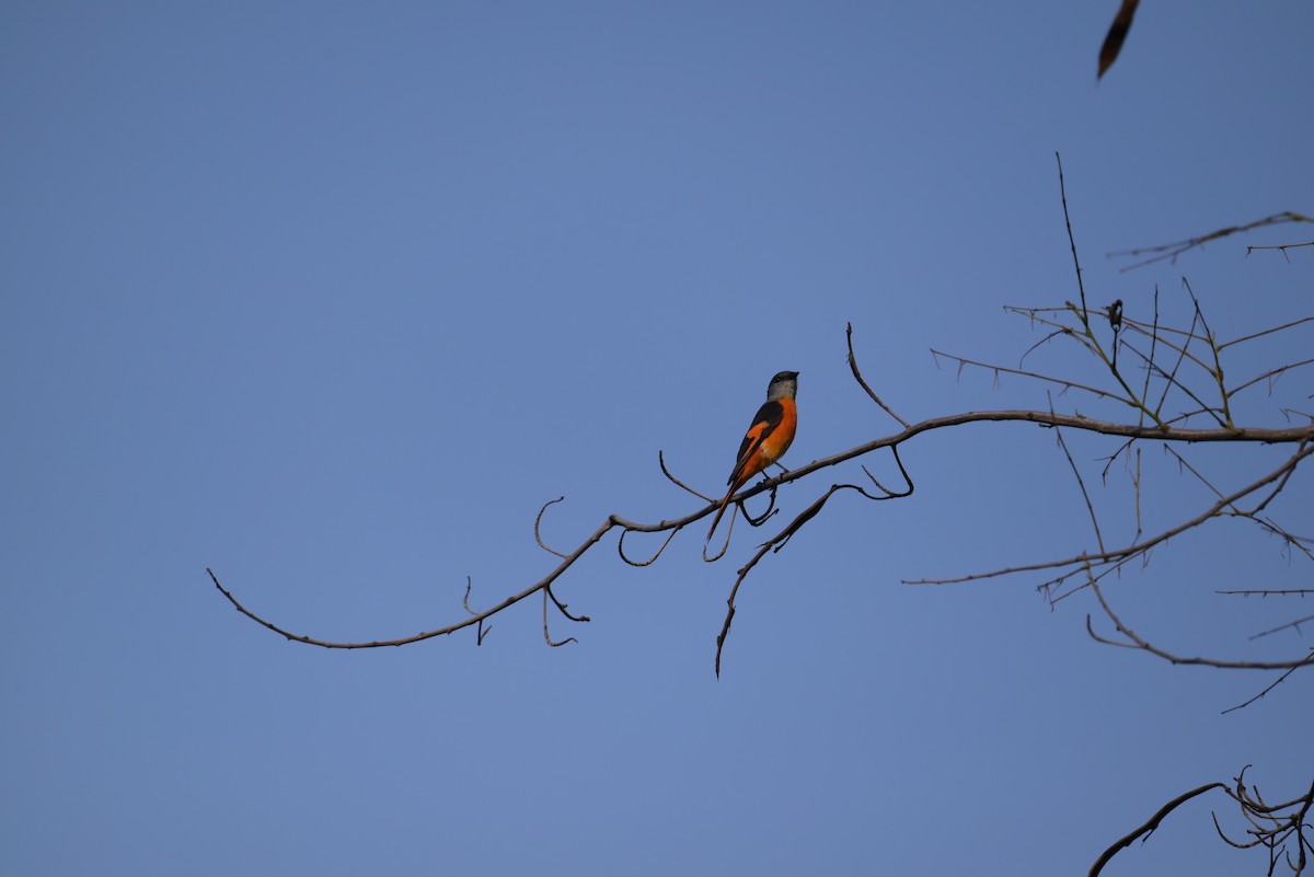 Gray-chinned Minivet - Isaac Lang