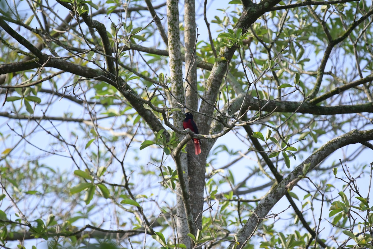 Maroon Oriole - Isaac Lang