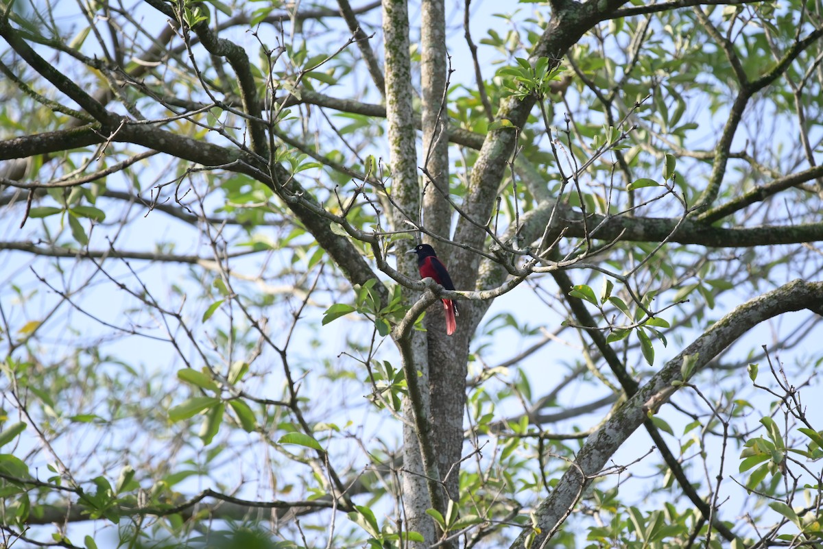 Maroon Oriole - Isaac Lang