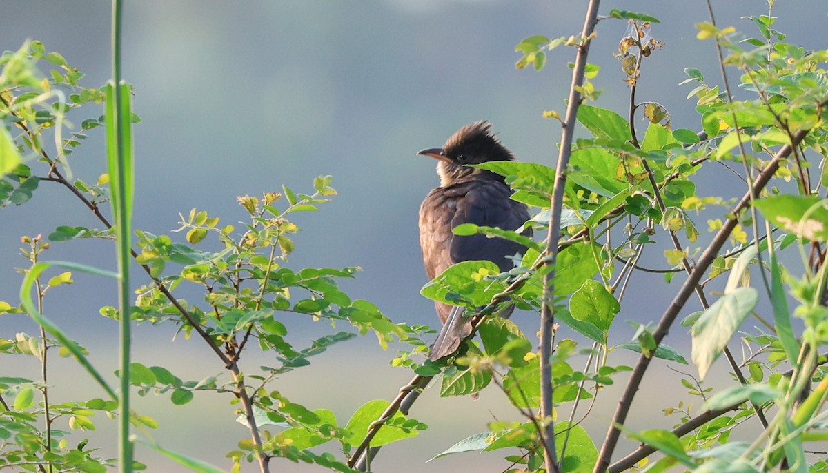 Pied Cuckoo - ML618804528