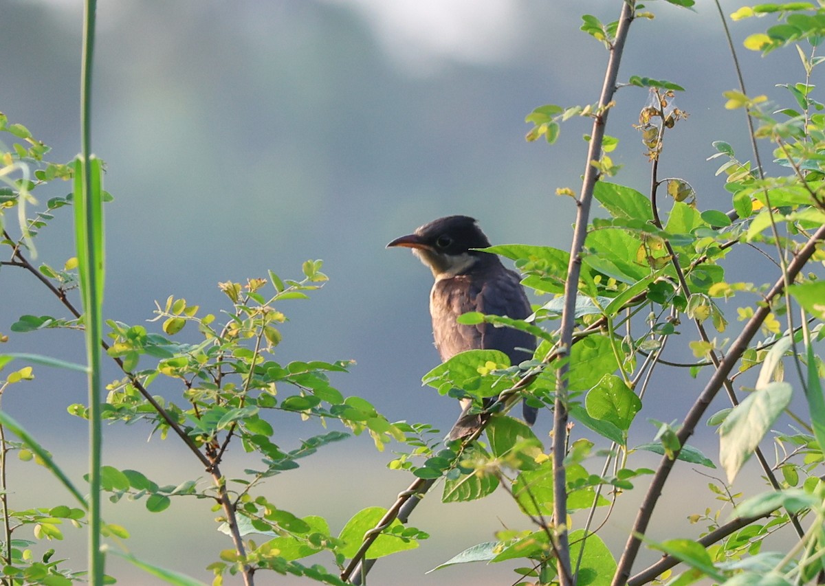 Pied Cuckoo - ML618804529