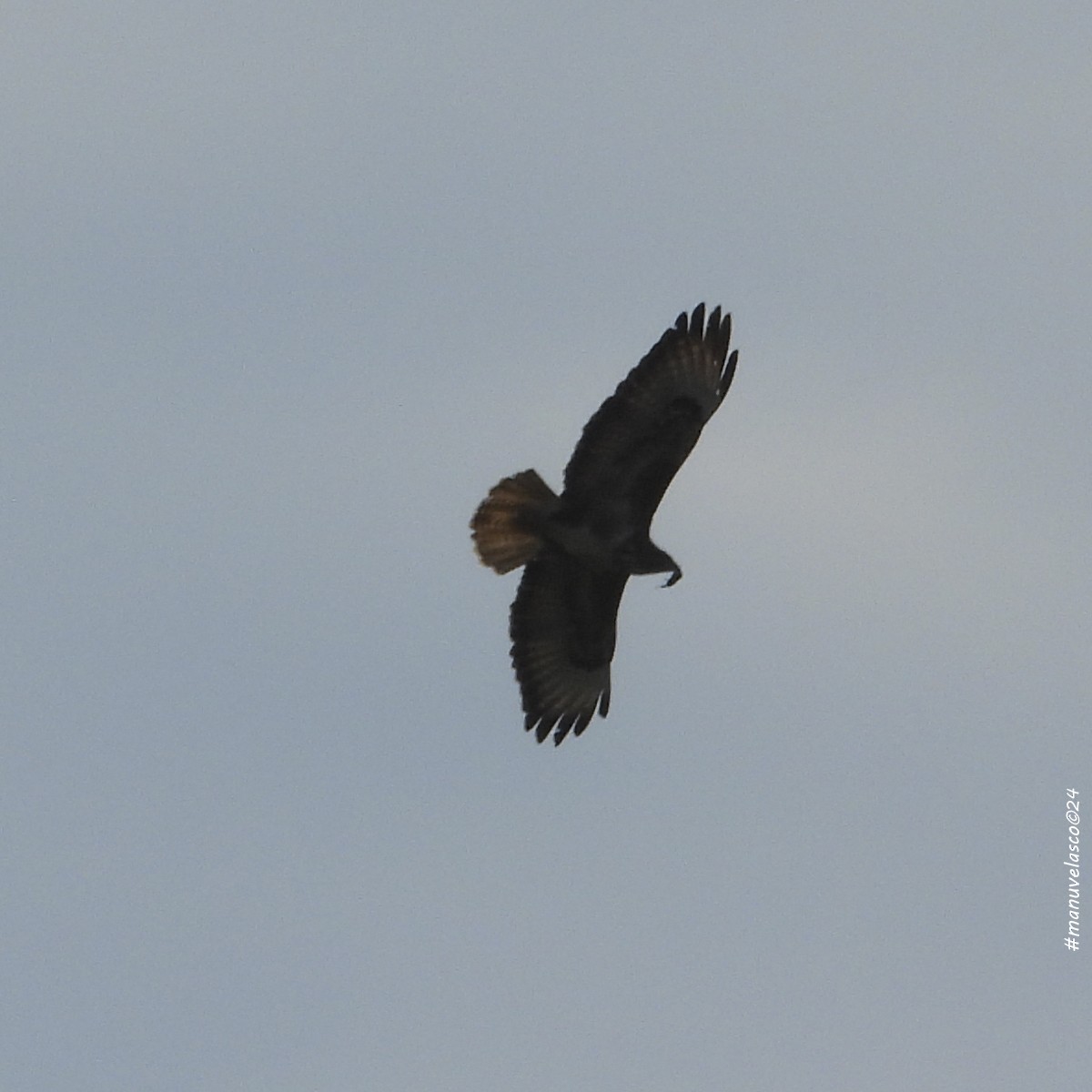 Common Buzzard - Manuel Velasco