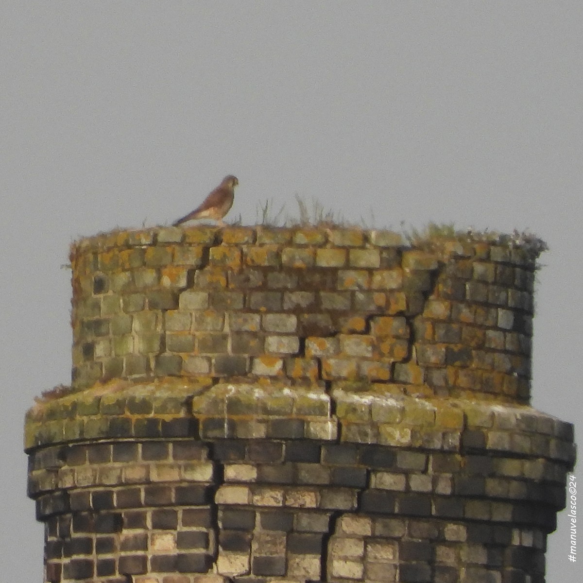 Eurasian Kestrel - Manuel Velasco Graña