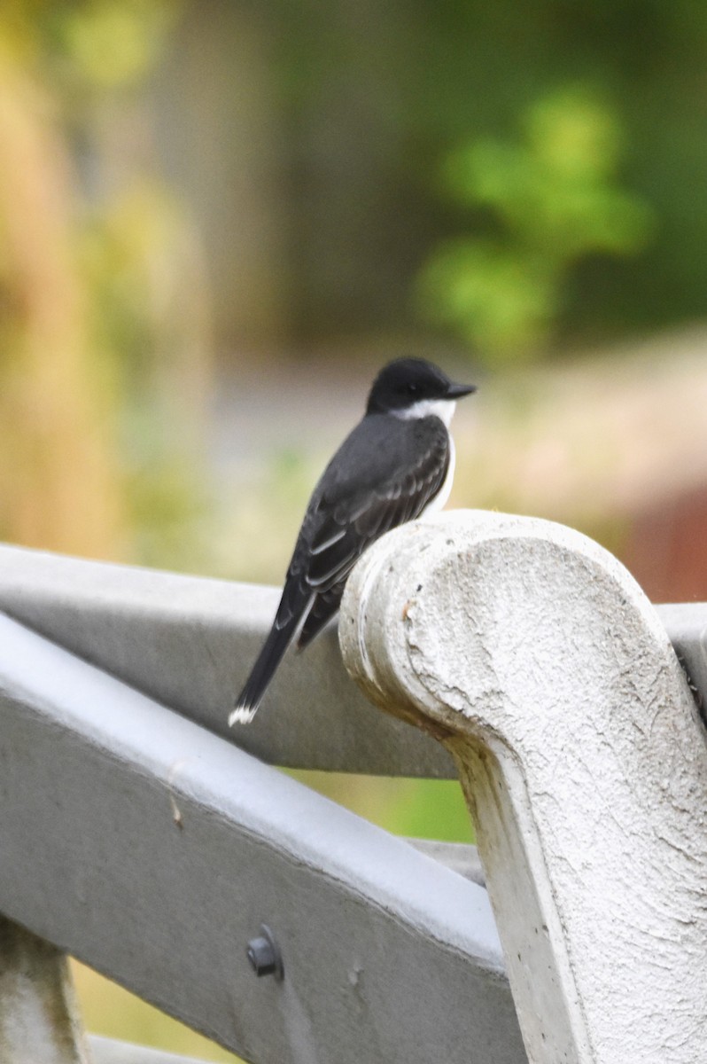 Eastern Kingbird - ML618804543