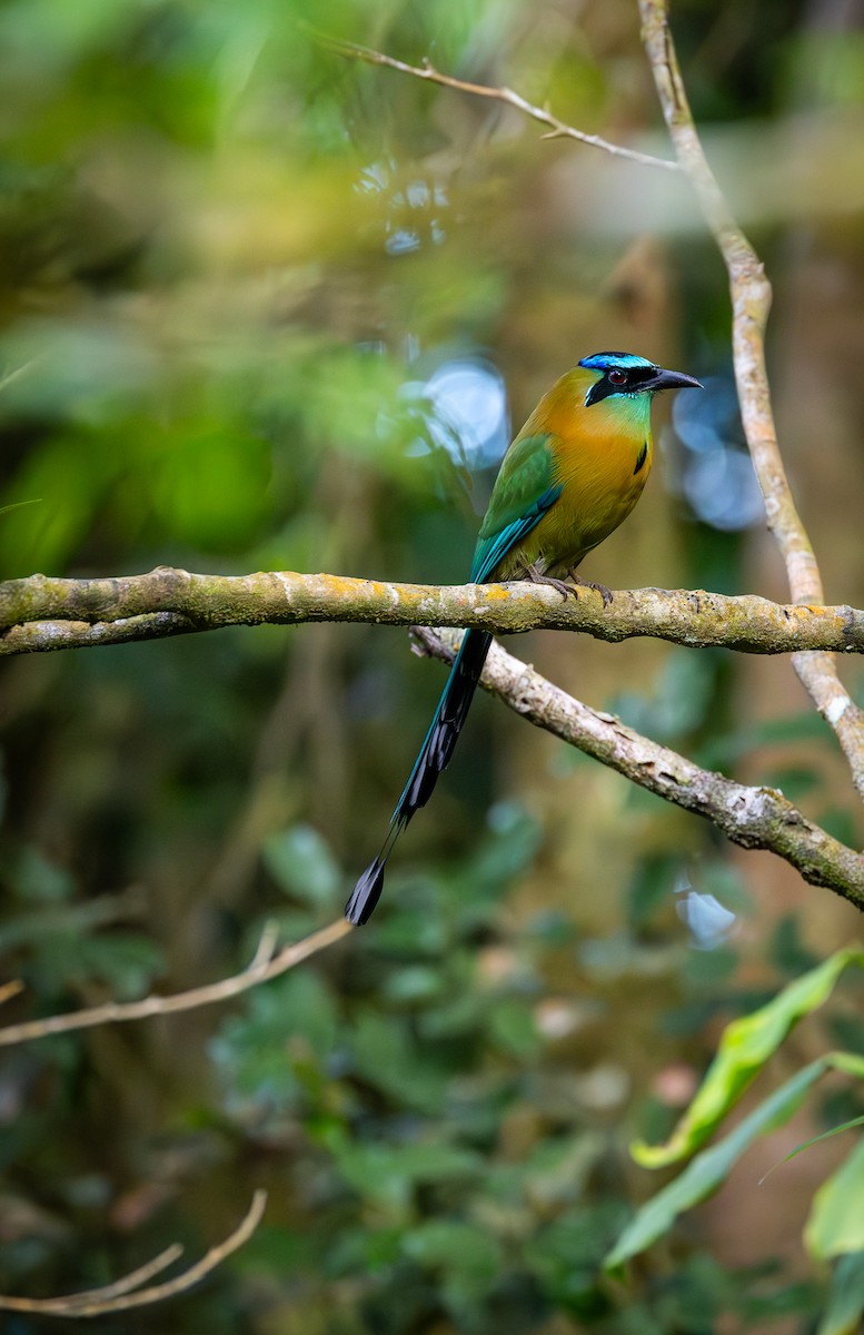 Lesson's Motmot - Peek Ehlinger