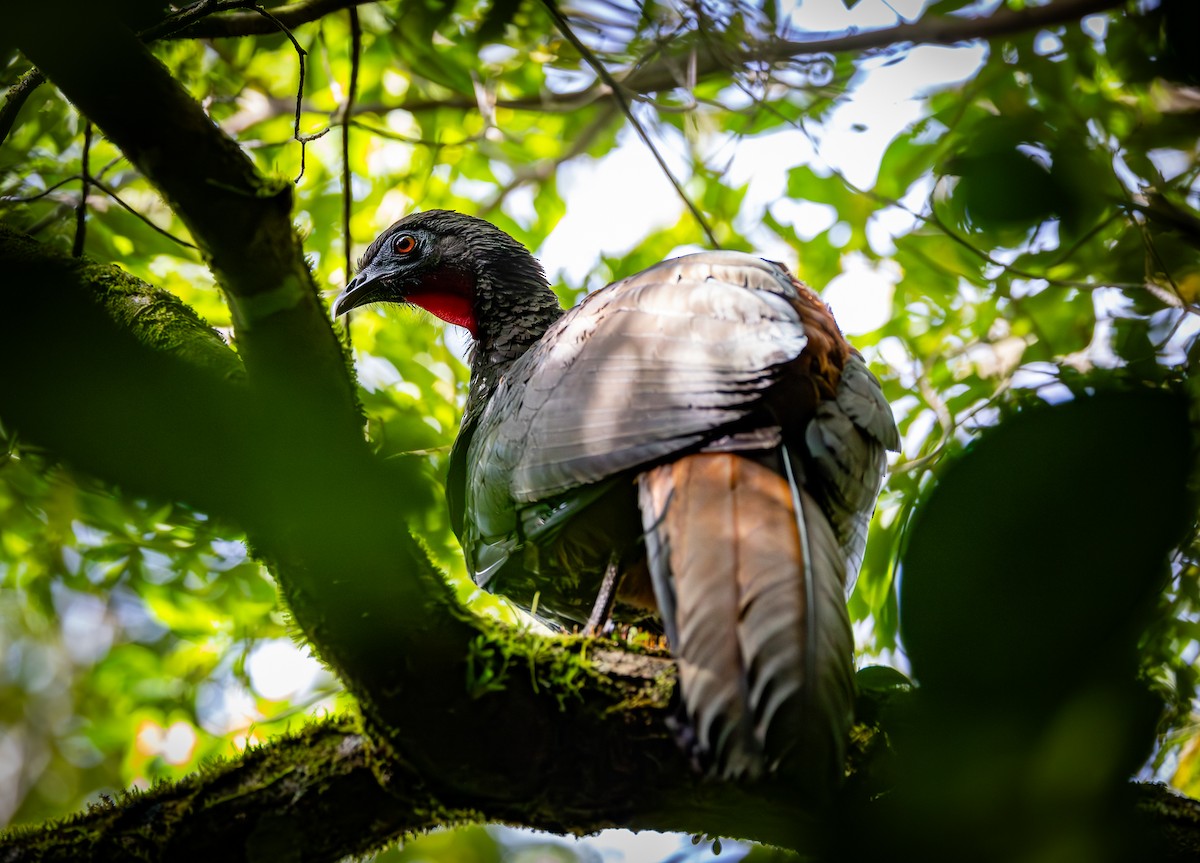 Crested Guan - ML618804575