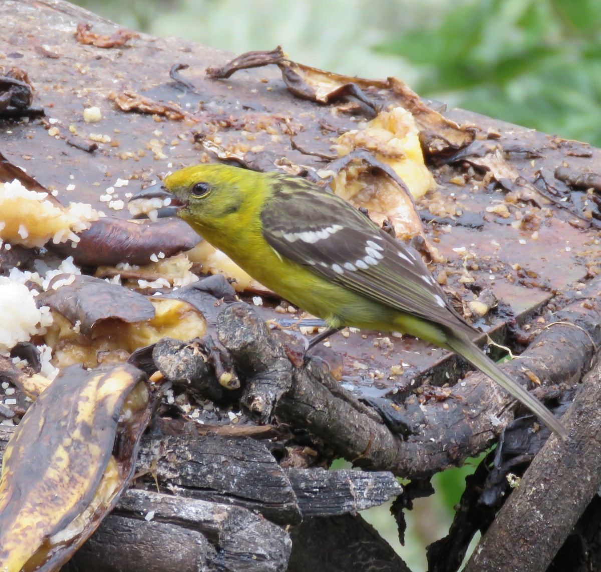 Flame-colored Tanager - Karen Rose