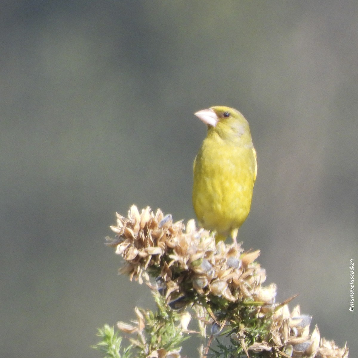 European Greenfinch - ML618804590