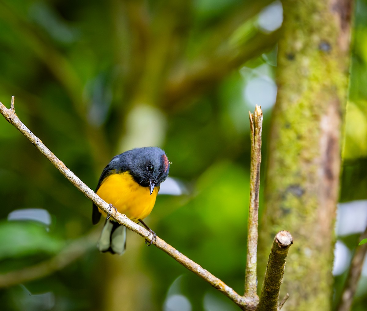 Slate-throated Redstart - Peek Ehlinger