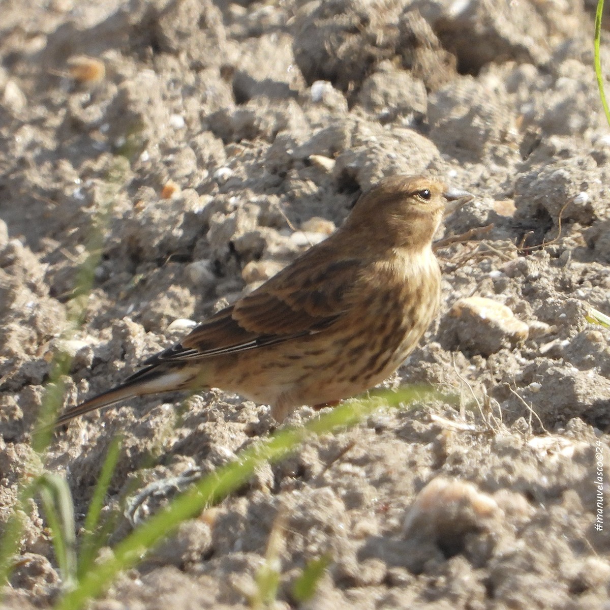 Eurasian Linnet - Manuel Velasco