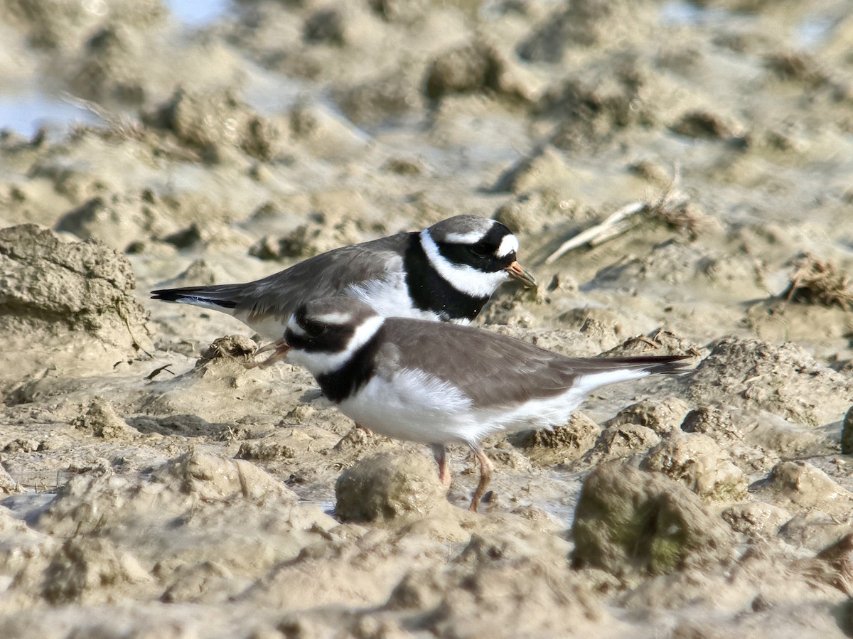 Common Ringed Plover - ML618804604