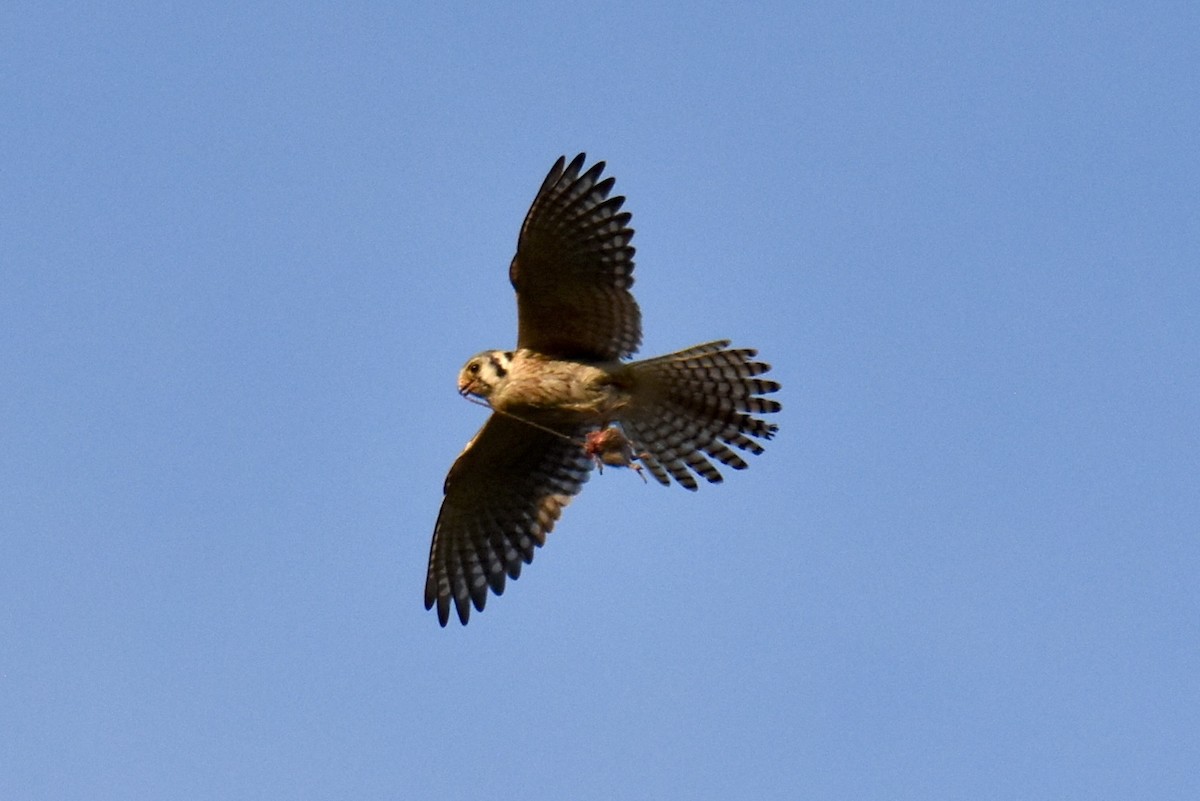 American Kestrel - Jason U.