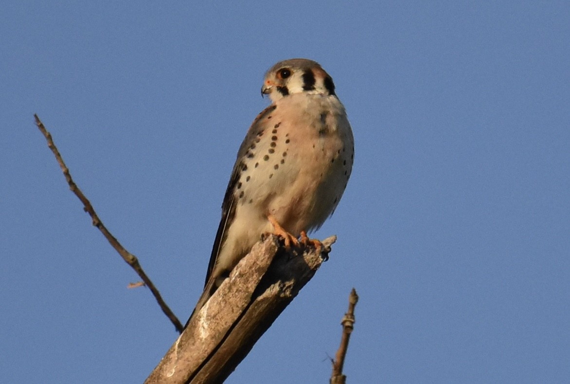 American Kestrel - ML618804622