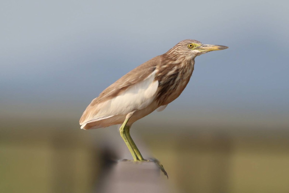 Javan Pond-Heron - ekkachai cheewaseleechon