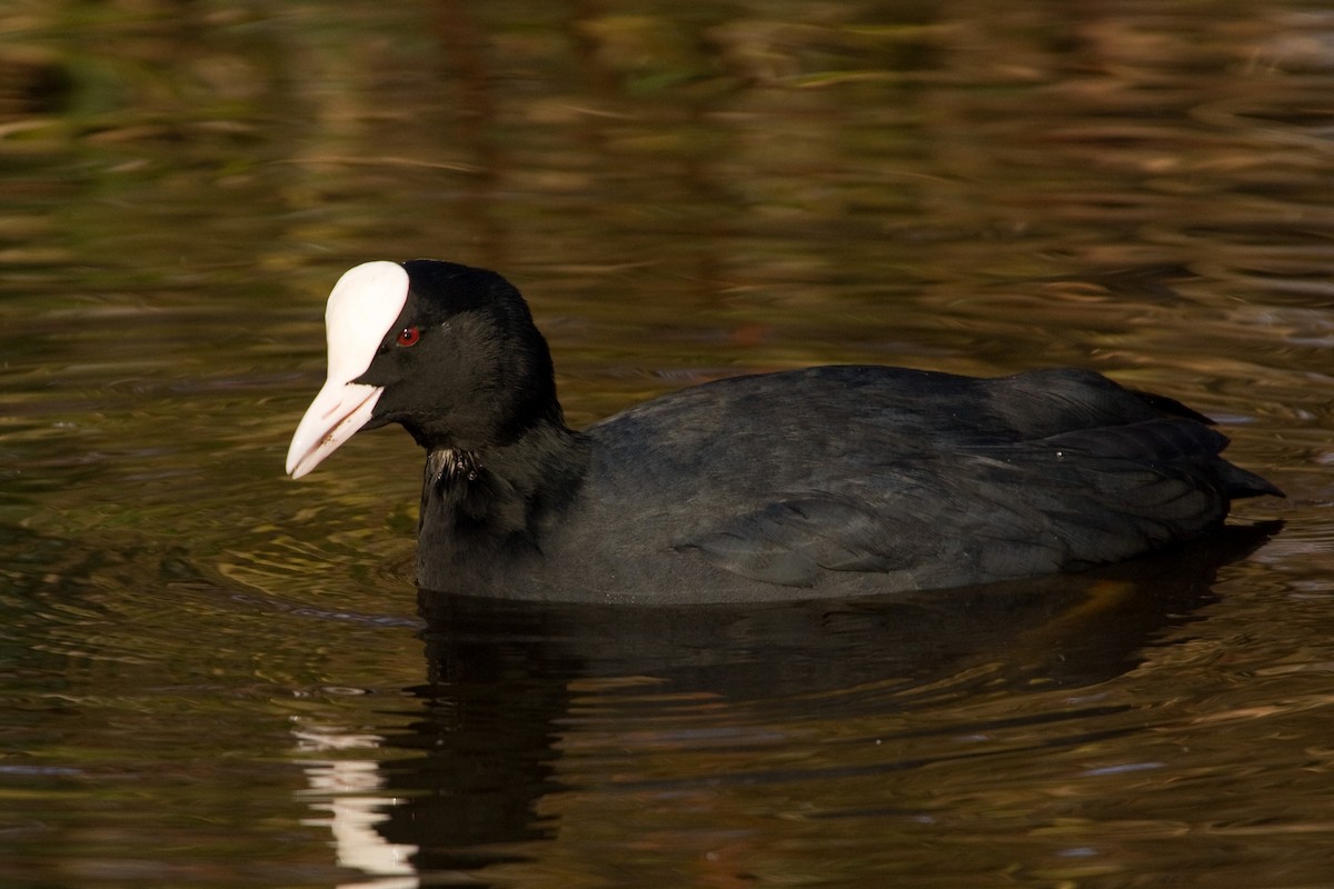 Eurasian Coot - Tim Harrop